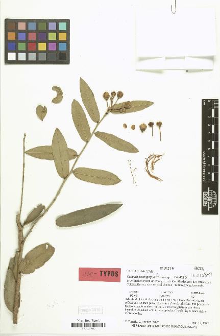 spécimen de Capparis sclerophylla